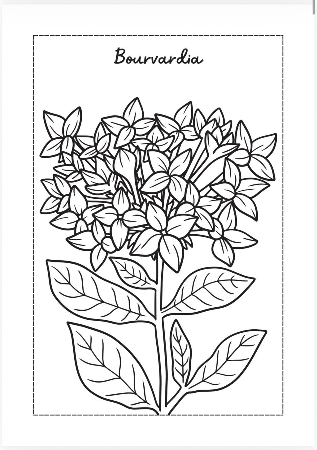 Blooming Flowers A-Z Coloring Book 🌺